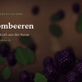 Brombeeren – Saison-Kraft aus der Natur
